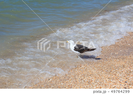 浜辺のカモメ 49764299