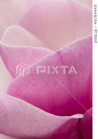 朴ノ木の花（ほうのき） 49764449