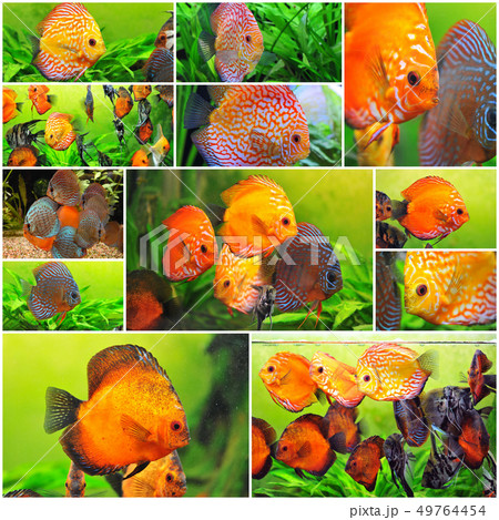 discus 49764454