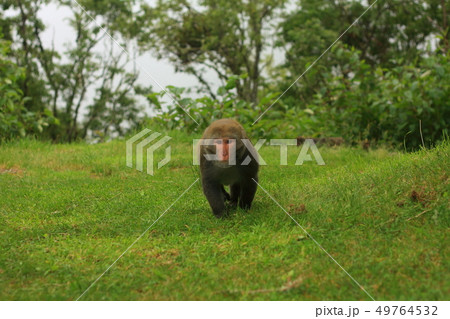 マカクザル オナガザル科 さる 49764532