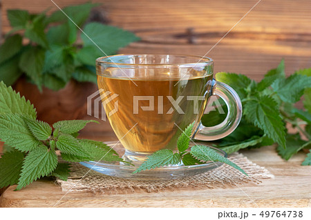 A cup of nettle tea with fresh stinging nettles A cup of nettle tea with fresh stinging nettles 49764738