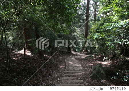 鬱蒼とした森 49765119