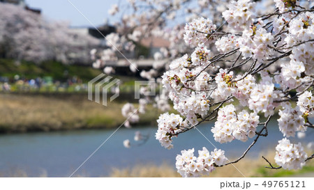 福井 桜 足羽川 49765121
