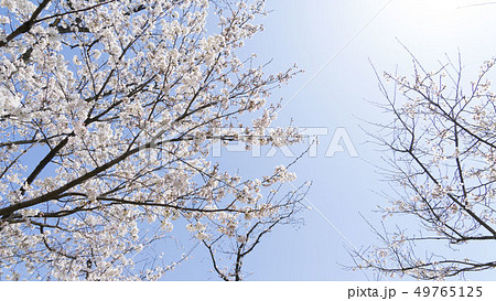 福井 桜 足羽川 49765125