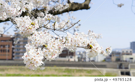 福井 桜 足羽川 49765128