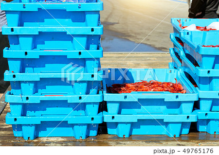 Blue plastic containers, catch of sea Royal shrimp Blue plastic containers, catch of sea Royal shrimp 49765176