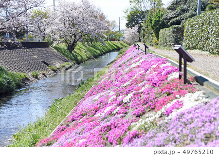 渋田川沿いの芝桜 渋田川沿いの芝桜 49765210