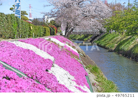 渋田川沿いの桜と芝桜 渋田川沿いの桜と芝桜 49765211