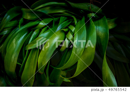 群生するシダ植物 黒背景 高画質の写真素材