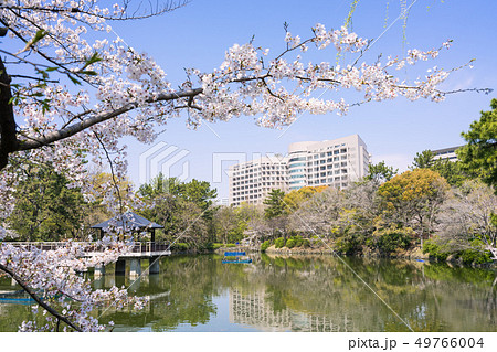 名古屋市昭和区 鶴舞公園 竜ヶ池と名大病院と桜 名古屋市昭和区 鶴舞公園 竜ヶ池と名大病院と桜 49766004