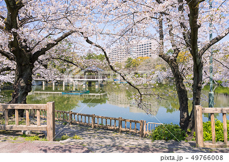 名古屋市昭和区　鶴舞公園　竜ヶ池と名大病院と桜 49766008