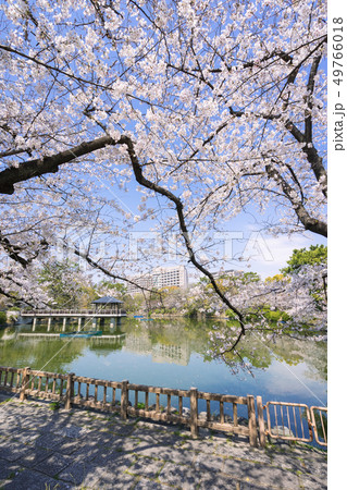 名古屋市昭和区　鶴舞公園　竜ヶ池と名大病院と桜 49766018