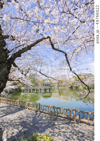 名古屋市昭和区 鶴舞公園 竜ヶ池と名大病院と桜 名古屋市昭和区 鶴舞公園 竜ヶ池と名大病院と桜 49766022