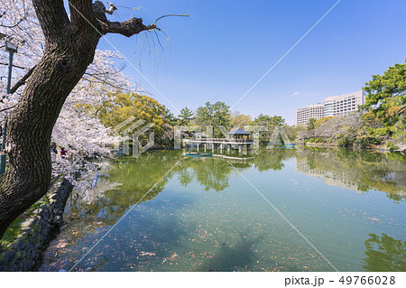 名古屋市昭和区　鶴舞公園　竜ヶ池と名大病院と桜 49766028