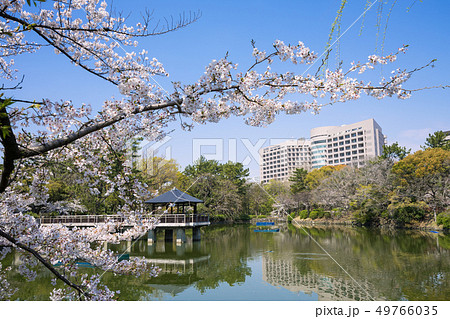 名古屋市昭和区　鶴舞公園　竜ヶ池と名大病院と桜 49766035
