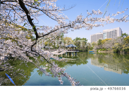 名古屋市昭和区　鶴舞公園　竜ヶ池と名大病院と桜 49766036