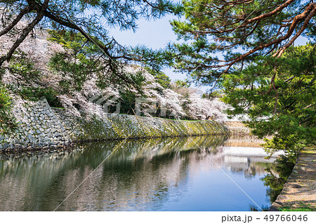 彦根城 中堀 いろは松と桜 彦根城 中堀 いろは松と桜 49766046