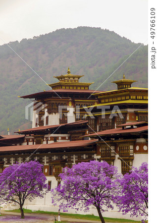 ジャカランダの花咲くプナカゾン 49766109