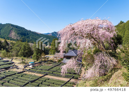 栃沢のしだれ桜 49766418