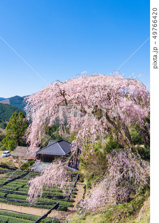 栃沢のしだれ桜 栃沢のしだれ桜 49766420