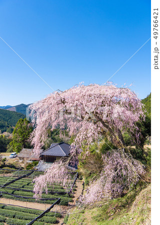栃沢のしだれ桜 49766421
