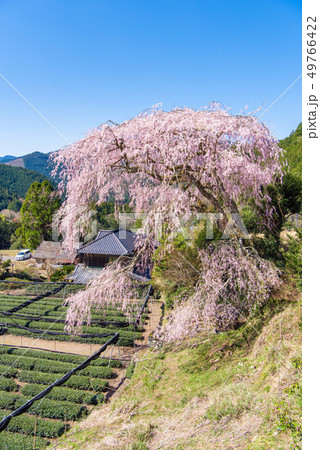 栃沢のしだれ桜 栃沢のしだれ桜 49766422