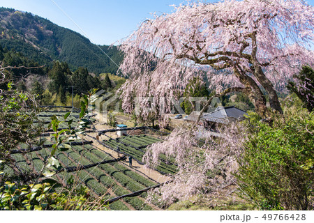栃沢のしだれ桜 栃沢のしだれ桜 49766428