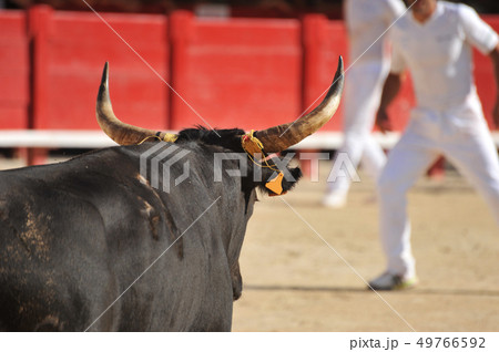 bull in arena bull in arena 49766592