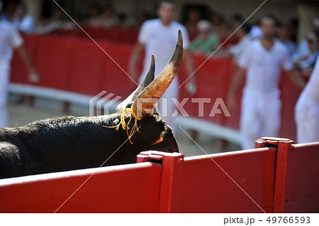 horns of bull 49766593