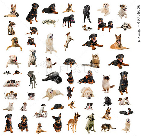 dogs, puppies and cats 49766606