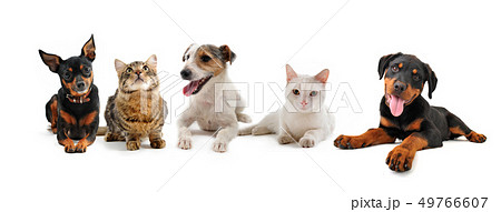group of puppies and cats group of puppies and cats 49766607