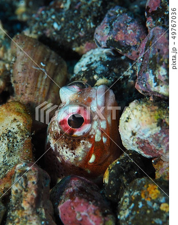 横向きジョーフィッシュ 49767036