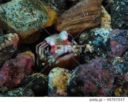 ジョーフィッシュ 49767037