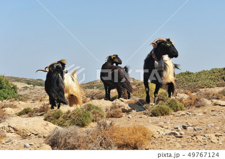 goatee and goat with bell goatee and goat with bell 49767124