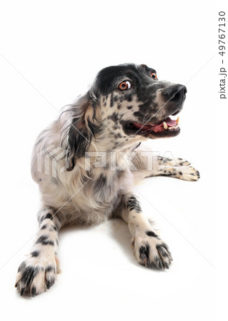 english setter english setter 49767130
