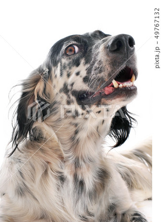 english setter 49767132