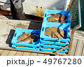 Catch sea fish, Electric Stingray and Monkfish 49767280