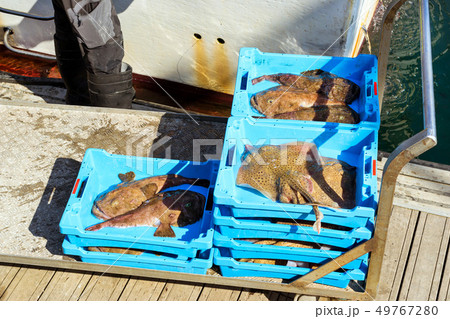 Catch sea fish, Electric Stingray and Monkfish 49767280