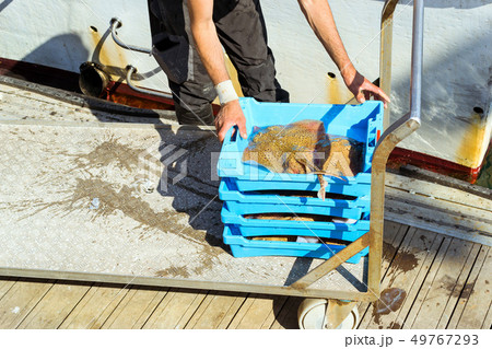 Fishermen unload catch of fish, port Blanes. Spain 49767293