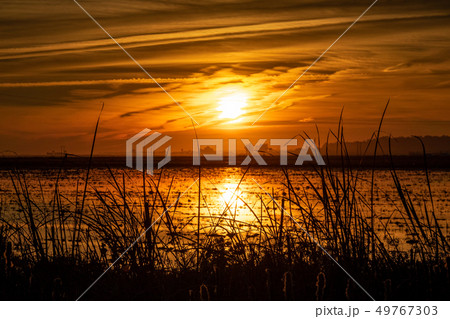 Blurred orange sunset behind tall grass with flooded crop Blurred orange sunset behind tall grass with flooded crop 49767303