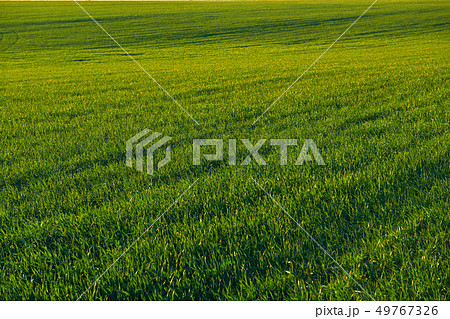 Young sprouts are on the field at sunset. Green Young sprouts are on the field at sunset. Green 49767326