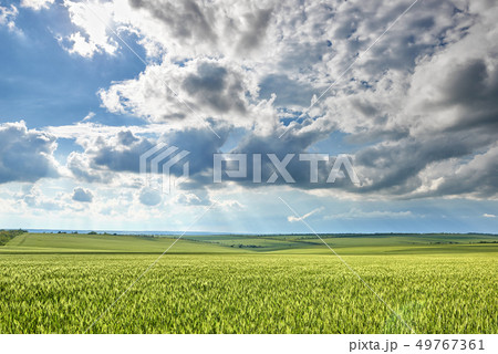 spring landscape - agricultural field with young spring landscape - agricultural field with young 49767361