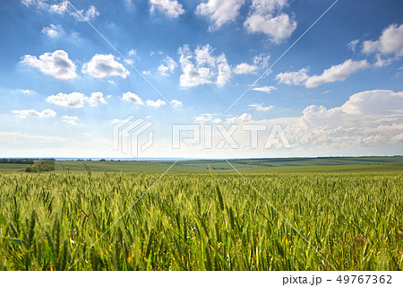 spring landscape - agricultural field with young spring landscape - agricultural field with young 49767362