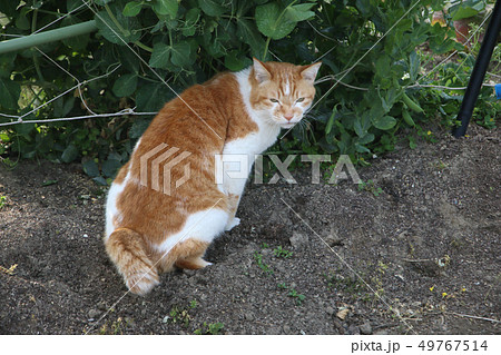 うちの猫 49767514