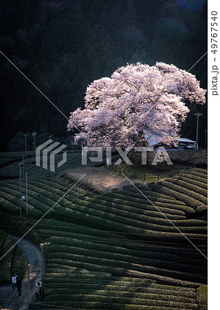 牛代の水目桜 49767540