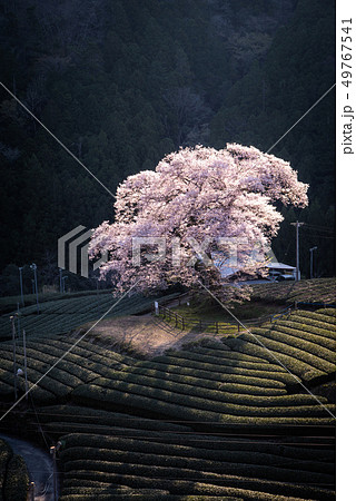 牛代の水目桜 牛代の水目桜 49767541