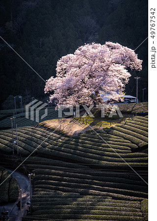 牛代の水目桜 49767542