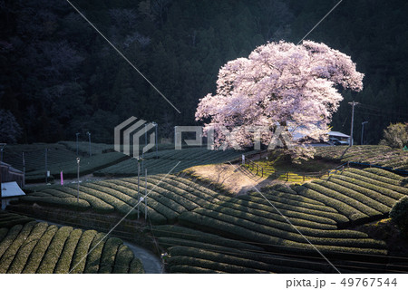 牛代の水目桜 牛代の水目桜 49767544