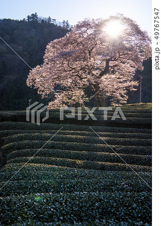 牛代の水目桜 牛代の水目桜 49767547