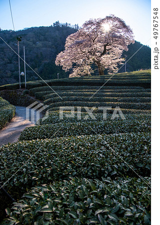 牛代の水目桜 49767548
